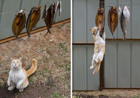 Рыба в питании кошки